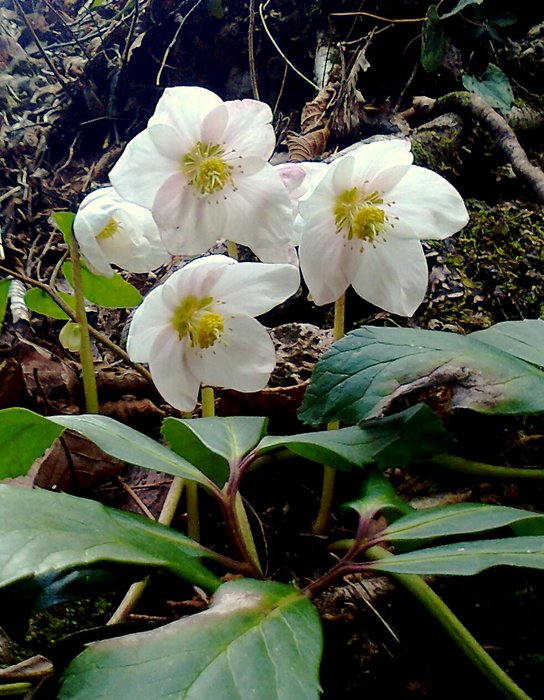 Prealpi Carniche: Helleborus niger L.